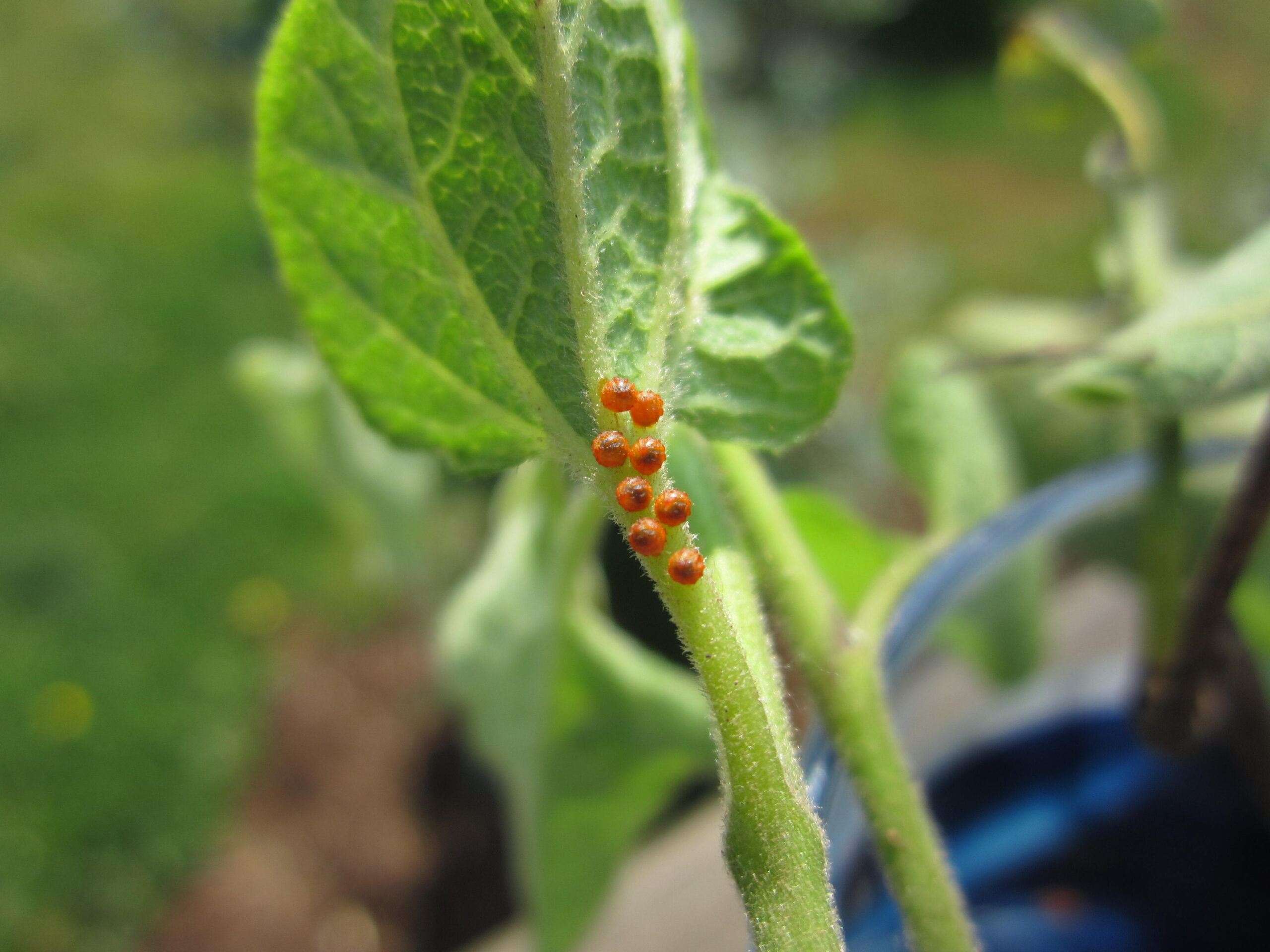 caterpillar eggs on plant