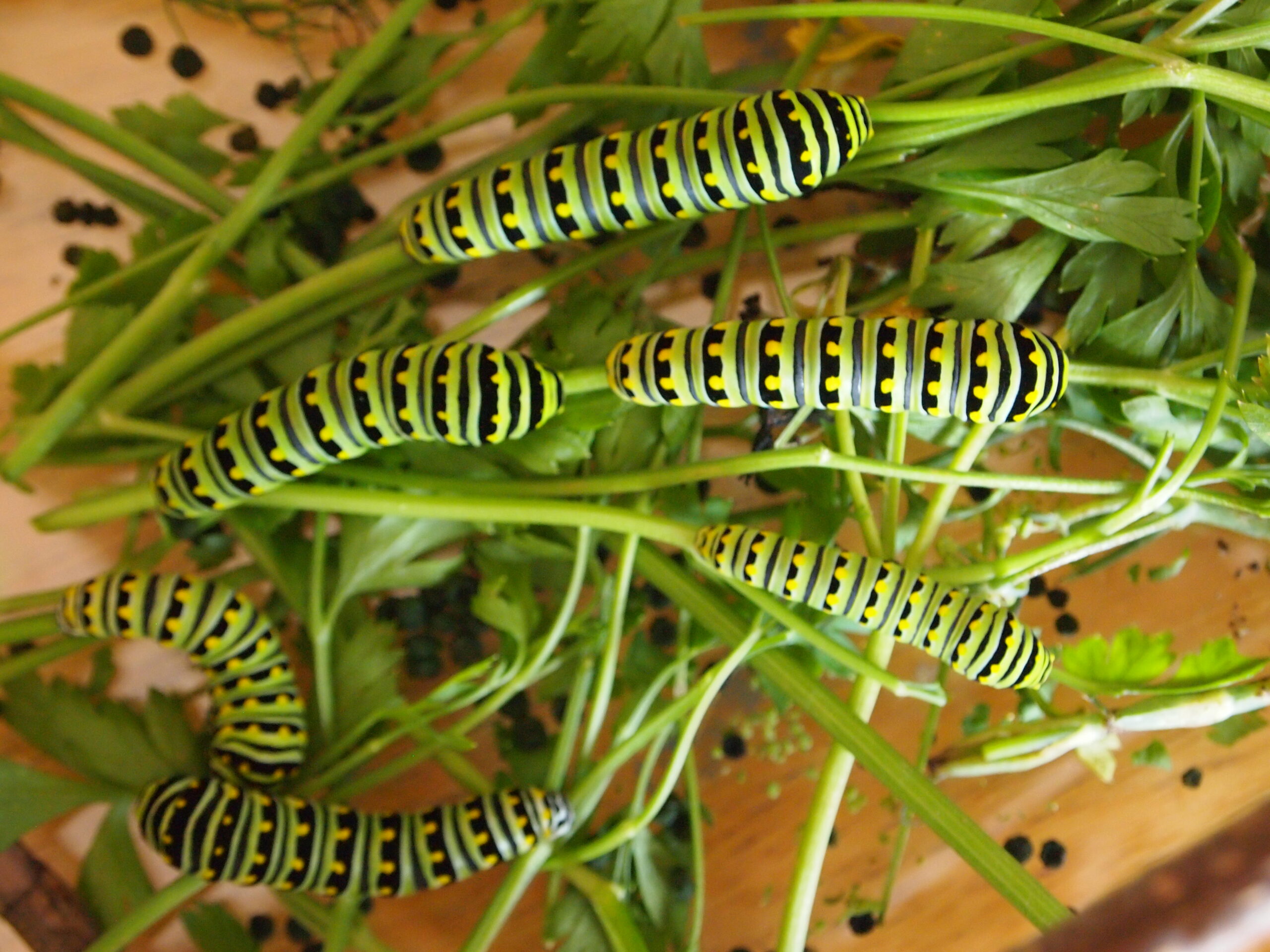 caterpillars on plants