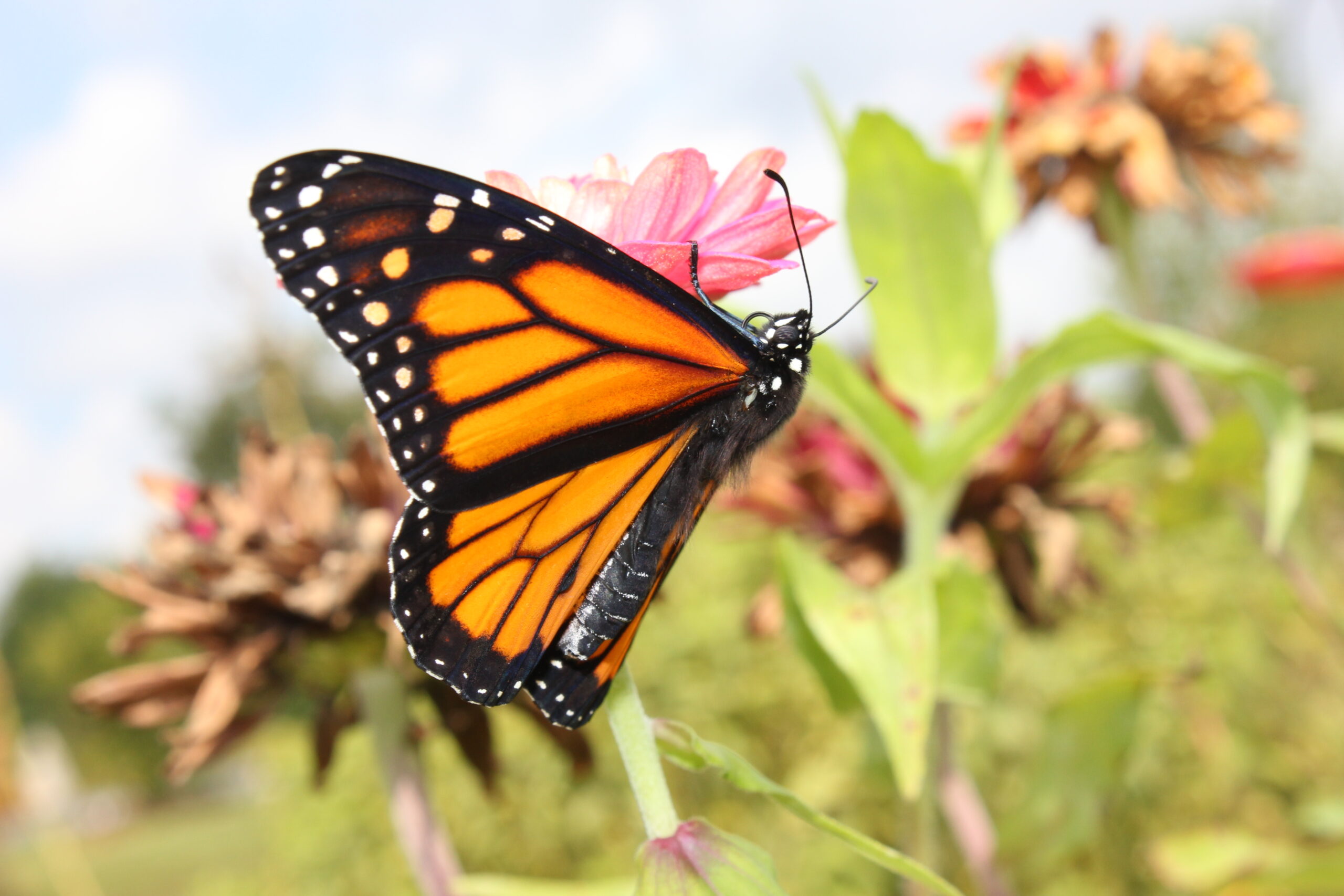 butterfly on leaf