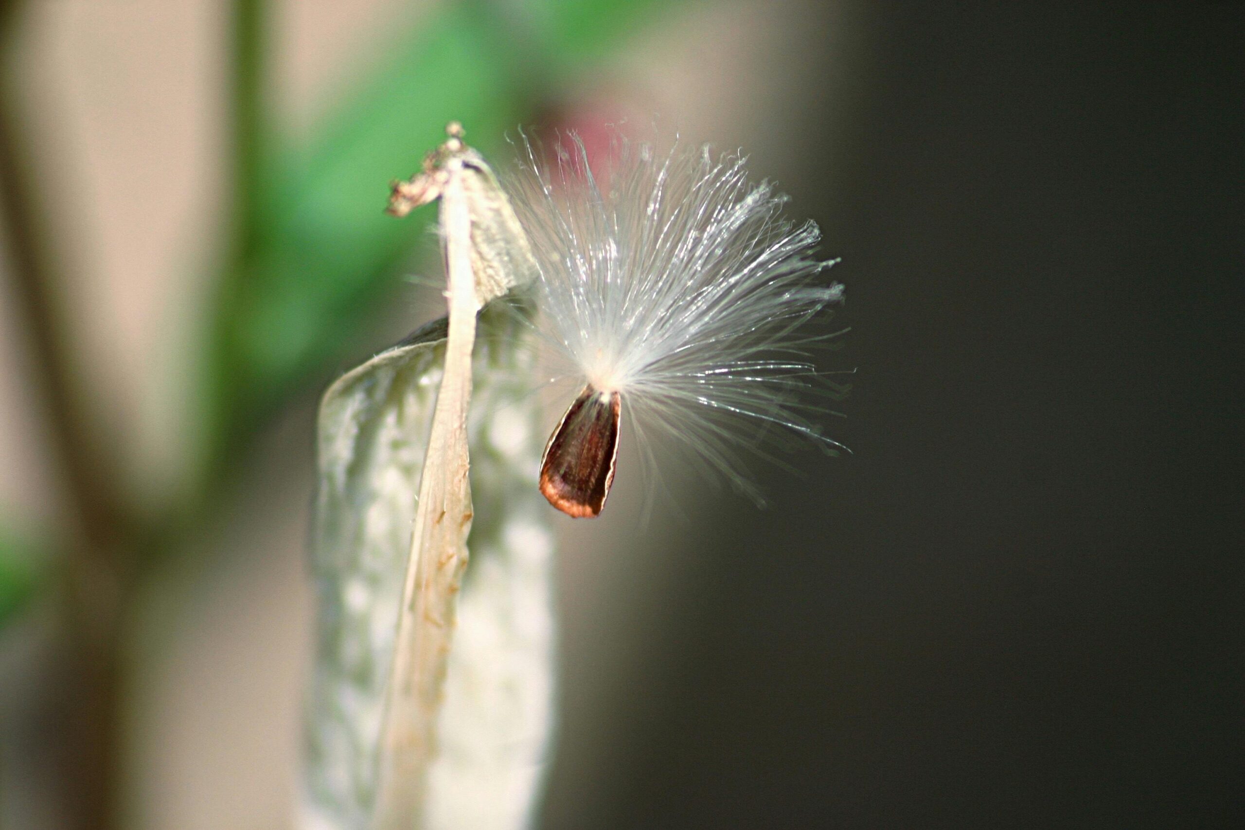 milkweed seeds
