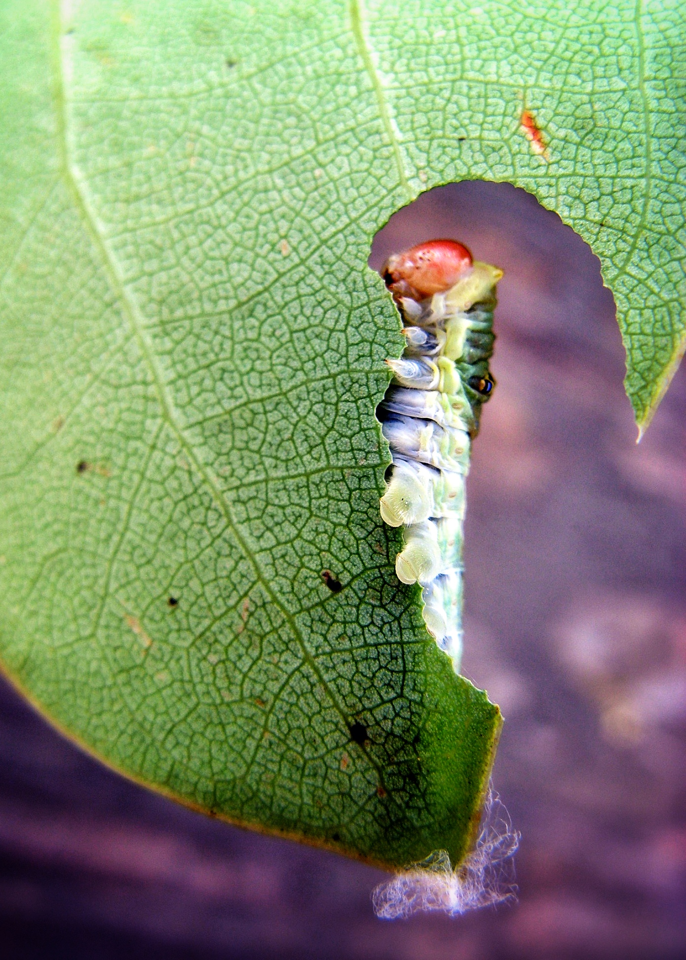 caterpillar eating