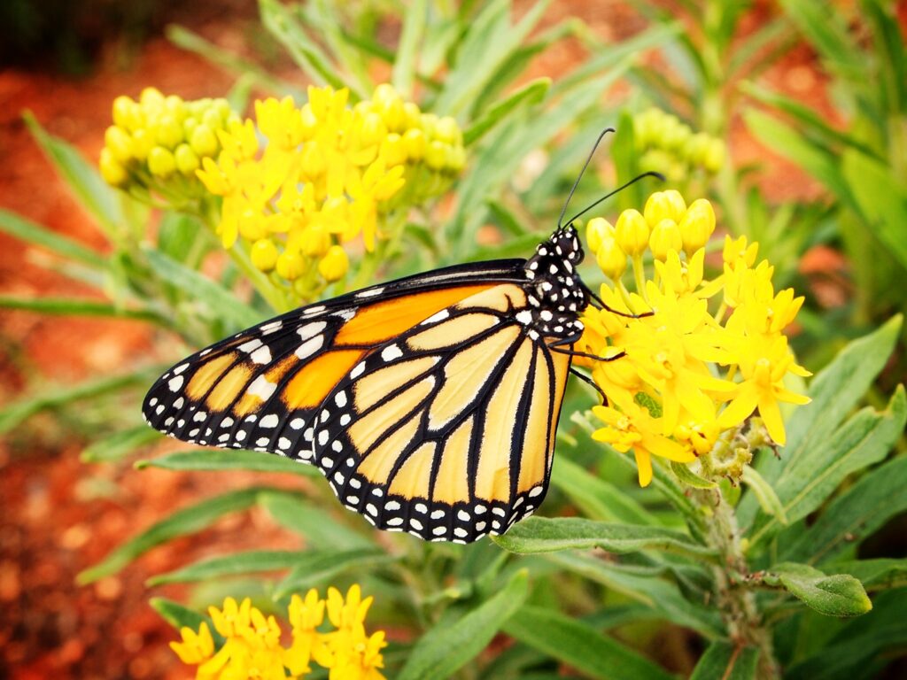 butterfly on flower