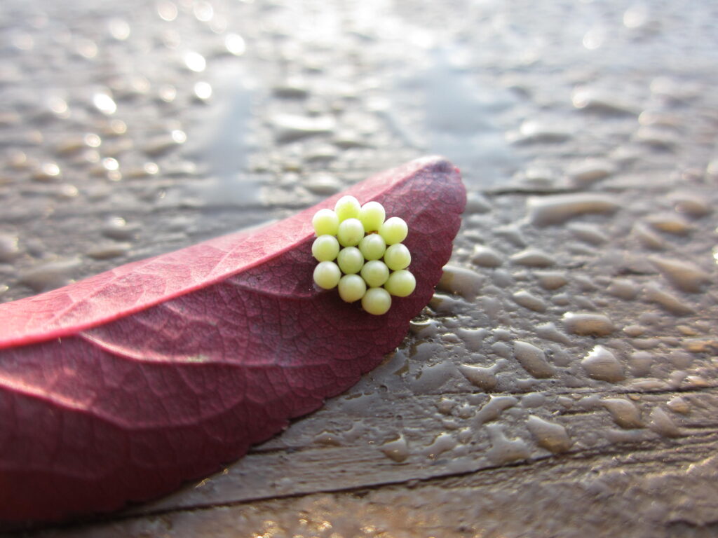 eggs on leaf